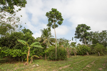 Sistema agro florestal