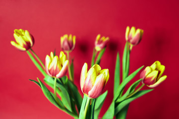 beautiful bouquet of red tulips on a red background.