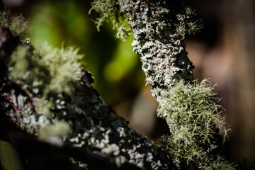 Moss on branches