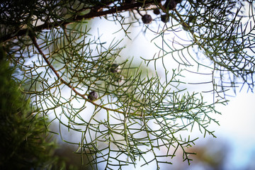 Delicate pine tree branches