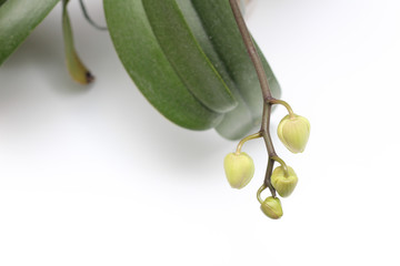 Green orchid buds on a white background. Perfect blank for a holiday card