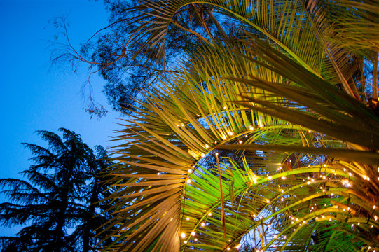 Palm leaves decorated with garlands of luminous lights against the sky on a warm southern night. Horizontal photo