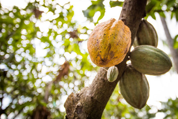 Cacau. Cacauicultura. sementes. chocolate