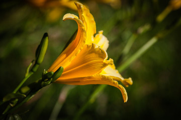 Bell shape yellow flower