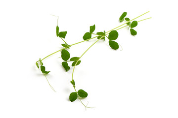 Obraz premium Branch of young green peas. isolated on white background