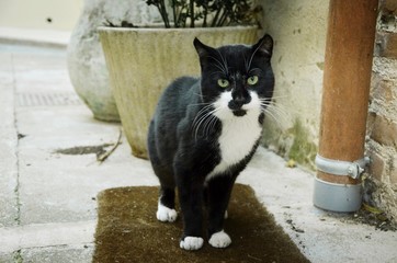 Chaton dans la rue