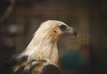 portrait of an eagle