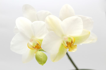 Fototapeta na wymiar White-yellow orchid flowers isolated on white background. Perfect blank for a holiday card