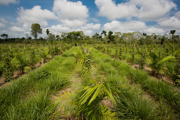 Fototapeta na wymiar Sistema Agro Florestal