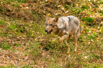 Lone wolf running in autumn forest Czech Republic