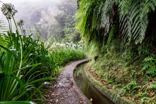 Foggy hiking path in the forest in Levada do Caldeirao Verde Trail, Madeira island, Portugal.