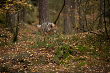 Lone wolf running in autumn forest Czech Republic