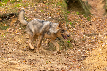 Lone wolf running in autumn forest Czech Republic