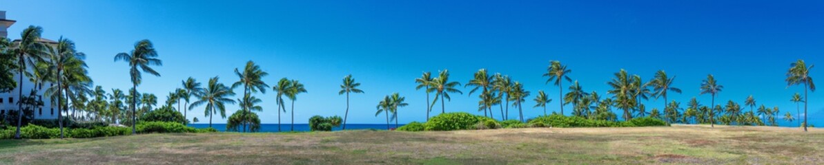 Naklejka na ściany i meble Panoramic view of palms in Ko'Olina Oahu Hawaii 