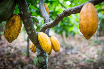 Plantação de cacau cacauicultura