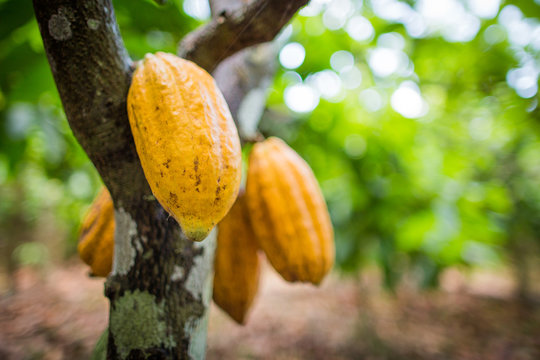 Planta&ccedil;&atilde;o de cacau cacauicultura