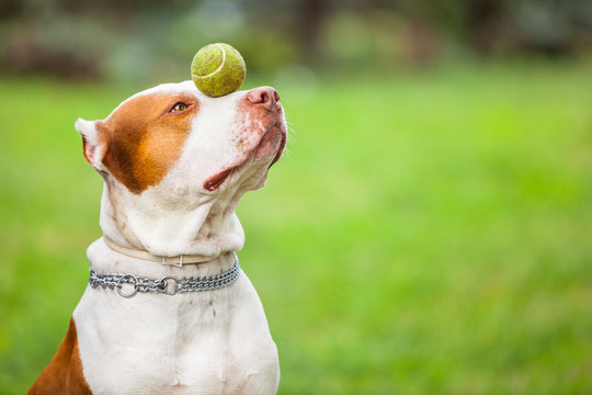 Side view of adorable red and white dog holding ball on nose. Gorgeous pit bull with chain on neck training outdoors. Isolated on green blurred background with copy space. Concept of pets.