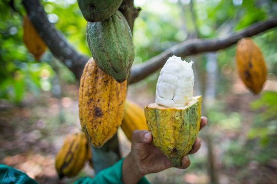 Planta&ccedil;&atilde;o de cacau cacauicultura