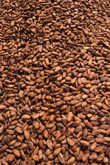 Obraz premium Plantação de cacau cacauicultura