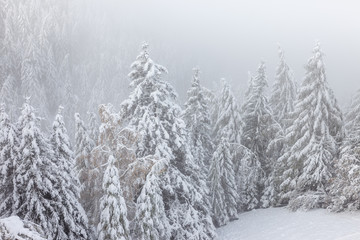 Winterwald auf dem Klausberg