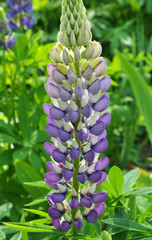 Lupine blooms in the spring garden