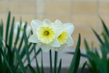 Spring flowering. Daffodil flower in grass. Slovakia