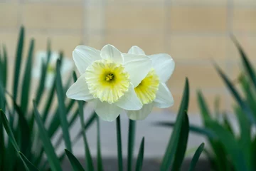 Schilderijen op glas Spring flowering. Daffodil flower in grass. Slovakia © Valeria
