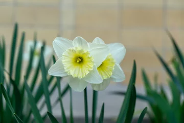 Wandcirkels tuinposter Spring flowering. Daffodil flower in grass. Slovakia © Valeria