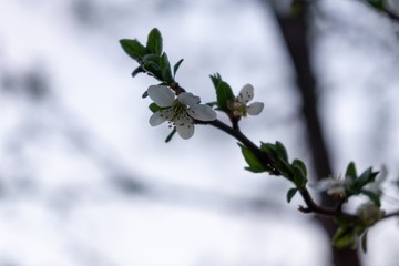 Spring tree flowering. White blooming tree. Slovakia
