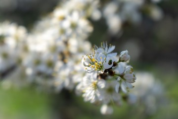 Spring tree flowering. White blooming tree. Slovakia