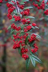 Rote Beeren in einem Busch