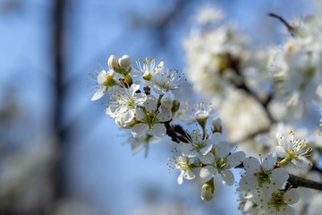 Spring tree flowering. White blooming tree. Slovakia