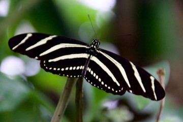 Schmetterlinge auf Blüten und Blättern