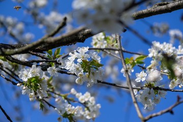 Spring tree flowering. White blooming tree. Slovakia