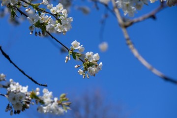 Spring tree flowering. White blooming tree. Slovakia