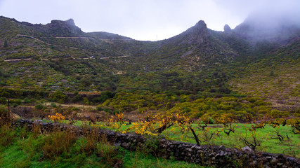 view of the vineyard trees with black trunks and bright orange leaves grow among green grass in the...