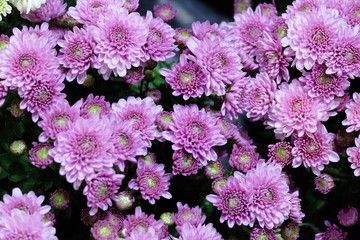 Many purple Chrysanthemum flower blossom for background backdrop