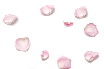 Blurred a group of sweet pink rose corollas on white isolated with copy space and softy style 