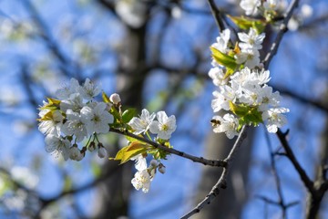 Spring tree flowering. White blooming tree. Slovakia