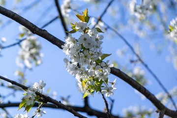 Spring tree flowering. White blooming tree. Slovakia