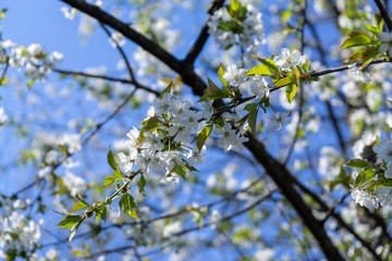 Spring tree flowering. White blooming tree. Slovakia