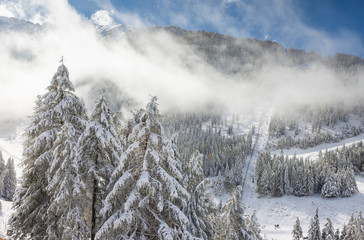 Winterwald auf dem Klausberg