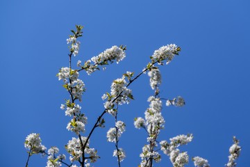 Spring tree flowering. White blooming tree. Slovakia