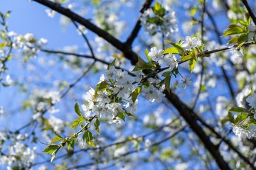 Spring tree flowering. White blooming tree. Slovakia