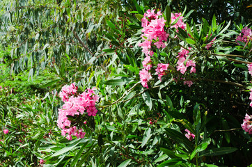 Fototapeta premium Pink blooming Nerium oleander in the garden.