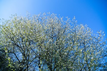 Spring tree flowering. White blooming tree. Slovakia