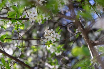 Spring tree flowering. White blooming tree. Slovakia