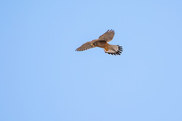 windhover hunting in the sky