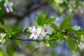 Spring tree flowering. White blooming tree. Slovakia