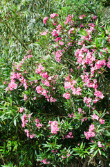 Fototapeta na wymiar Pink blooming Nerium oleander in the garden.